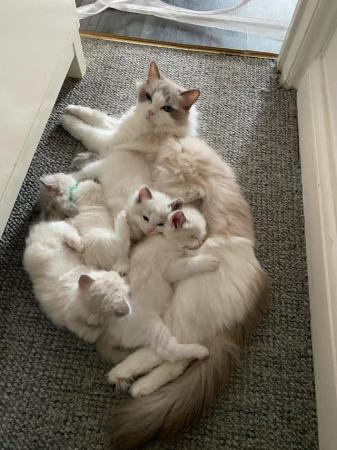 Image 3 of 3 Pedigree Ragdoll Boy Kittens available !