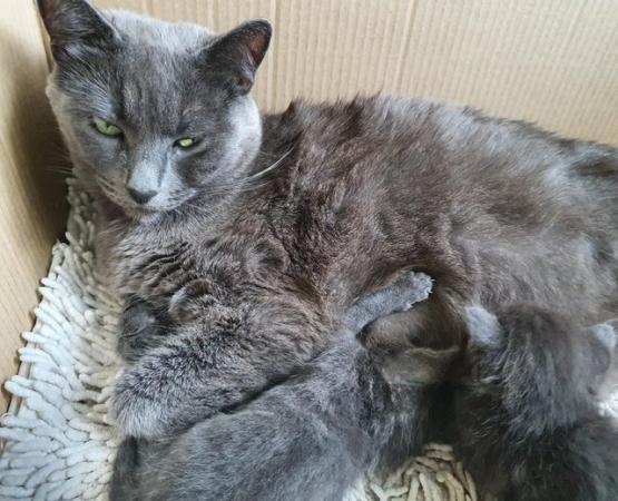Image 2 of RUSSIAN BLUE KITTENS FOR SALE