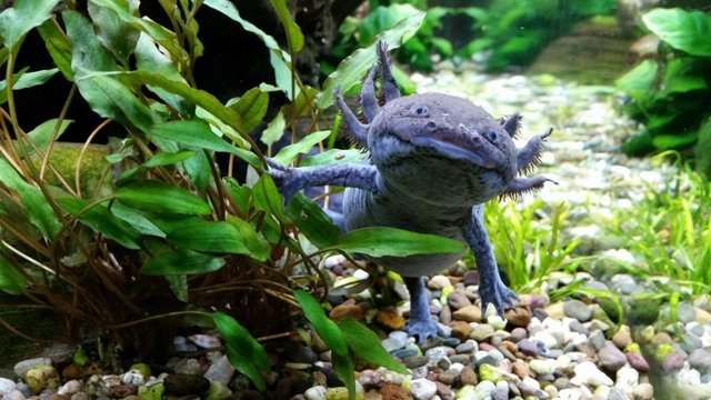 Image 4 of axolotl about 4 months old