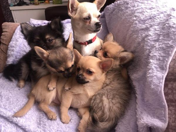 Image 2 of Pomchis puppies ready for their forever home.