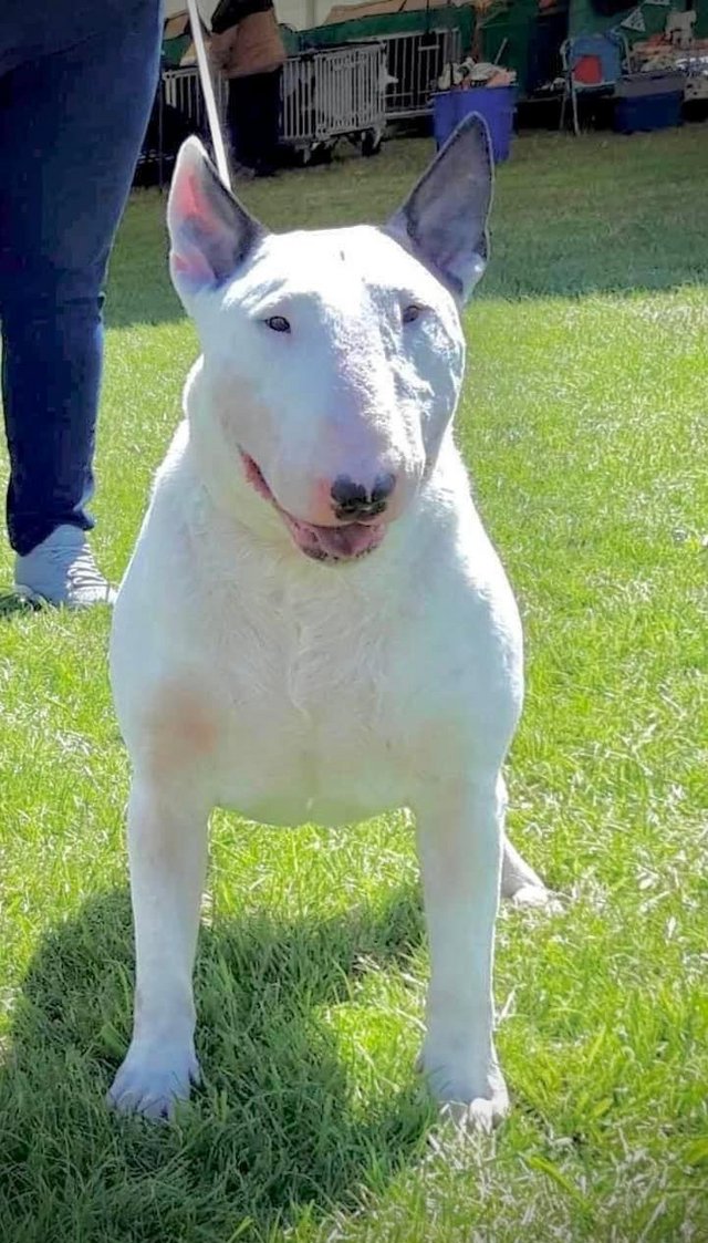 Preloved english hot sale bull terrier