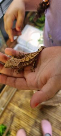 Image 33 of Beautiful Crested Geckos!!! (ONLY 1 LEFT)