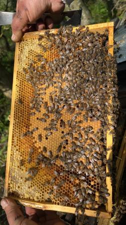 Image 33 of Overwintered Bee Nucs on five frames