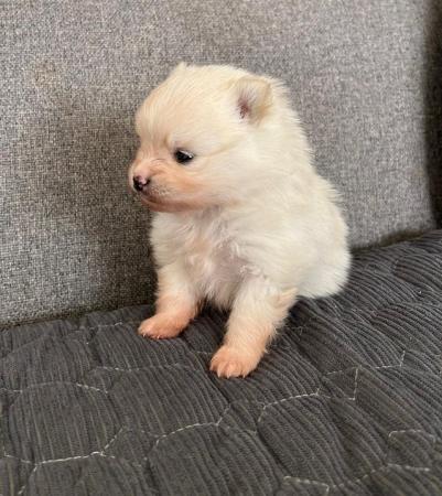 Image 10 of Cream and white Pomeranian Puppy’s