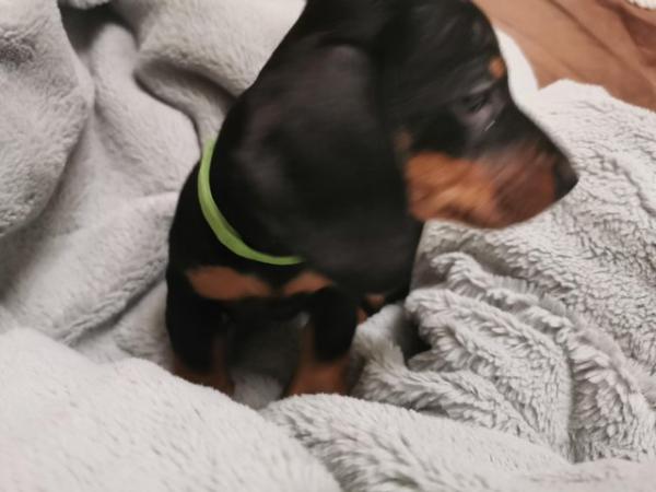 Image 1 of 14 week old dachshund for sale