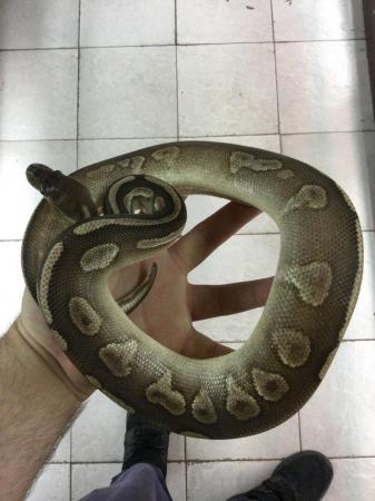 Image 5 of Royal python savannah nanny £129 Each