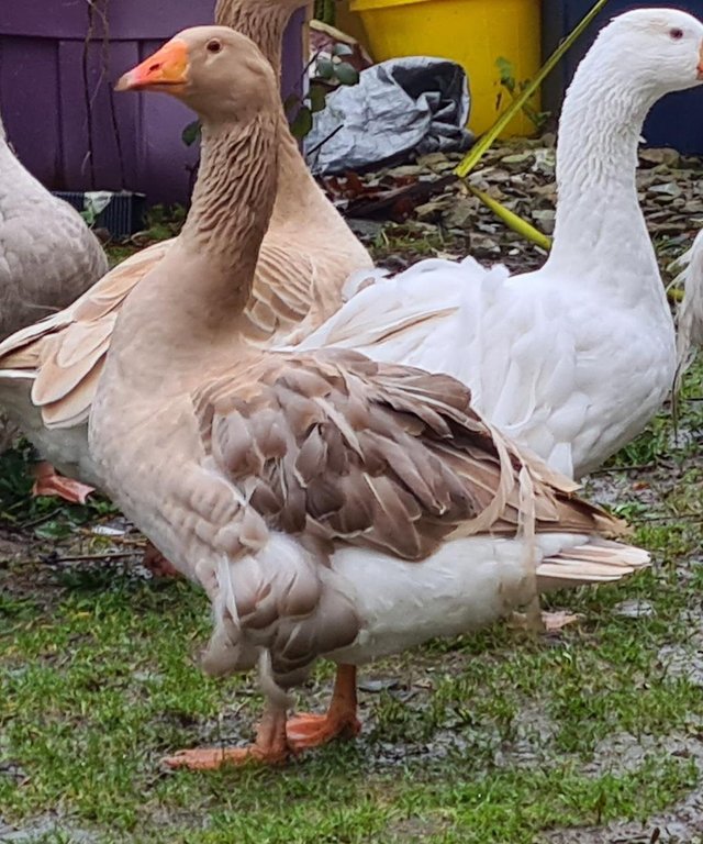 Preview of the first image of Buff Sebastopol geese gander buff gosling.