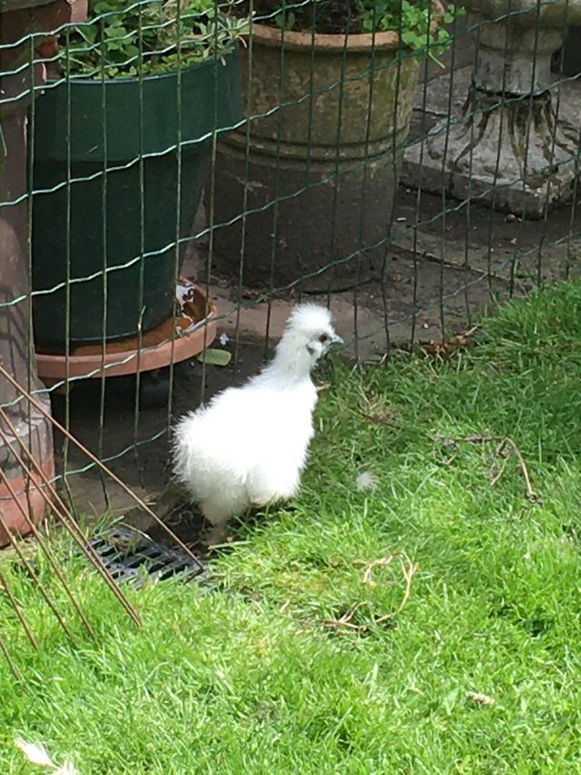 Preview of the first image of White silkies pair.True to breed ..