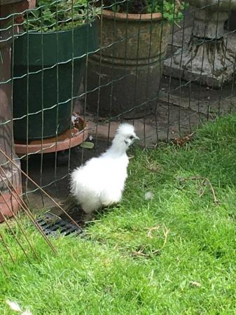 Image 1 of White silkies pair.True to breed .