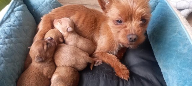 Preview of the first image of Mini Chorkie pups shorthaired 1 girl and 3 boys.