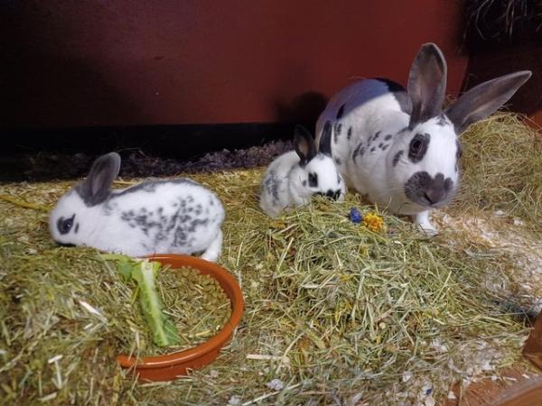 Image 8 of Fully vaccinated purebred baby English rabbits