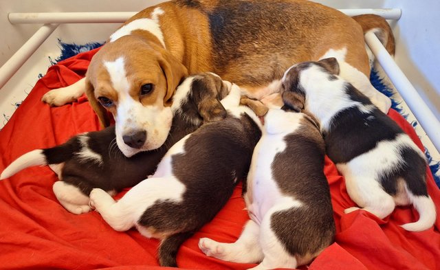 Image 11 of 2 BEAUTIFUL (KC REGISTERED) BEAGLE PUPPIES