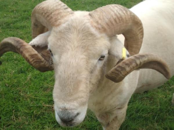 Image 2 of Wiltshire Horn Rams available