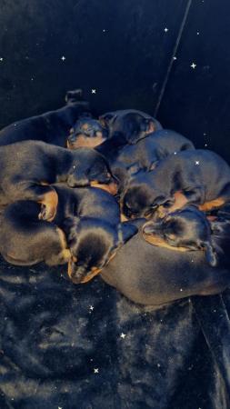 Image 5 of Damnation_dobermans puppies for sale