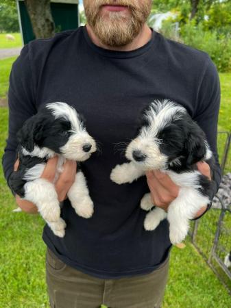 Image 4 of Adorable cockapoo beardie puppies