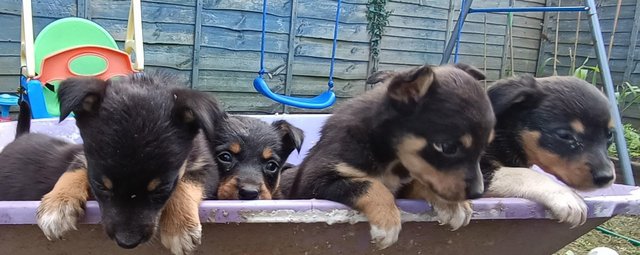 Preview of the first image of Kelpie X collie puppies.