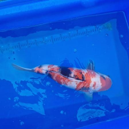 Image 10 of Koi carp from 45cm to 80cm need new home