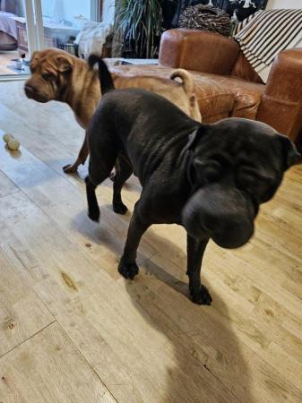 Image 2 of Shar pei boy and girl looking for new home