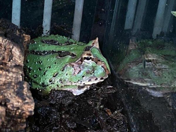 Image 5 of Argentinian Horned Frogs at Birmingham Reptiles