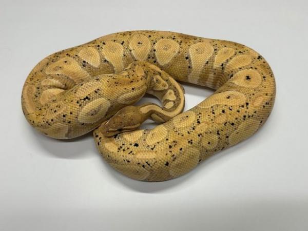 Image 2 of Ball Python Adult Females