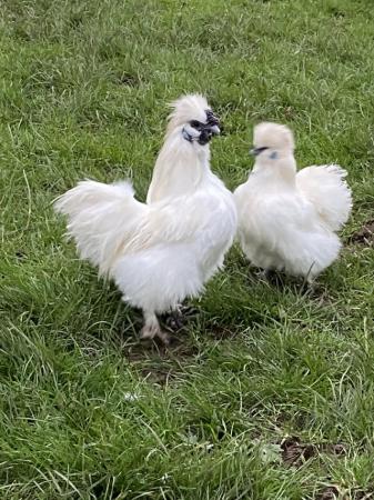 Image 3 of Silkie hatching eggs for sale