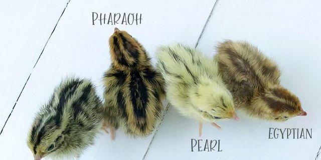 Preview of the first image of 12 mixed colour jumbo coturnix quail hatching eggs.