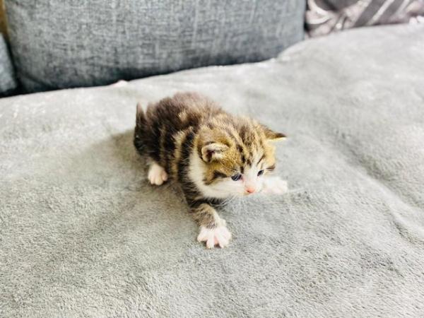 Image 3 of Beautiful Turkish Angora Kittens for sale Birmingham
