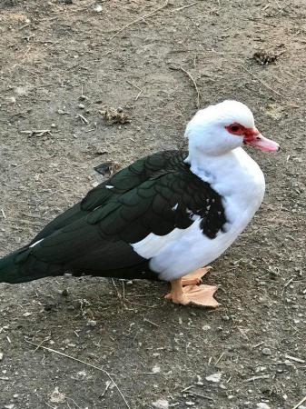 Image 4 of Muscovy ducks available in a range of colours
