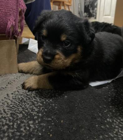 Image 3 of 4 week old Rottweiler puppies for sale