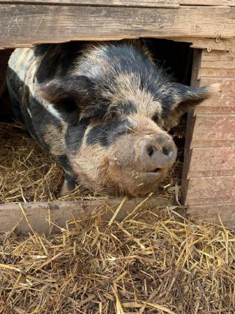 Image 3 of Kune Kune MIxed Breed in need of LOVING HOMES