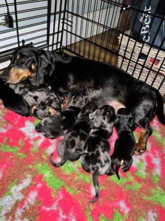 Image 8 of READY NOWMidi dachshund puppies