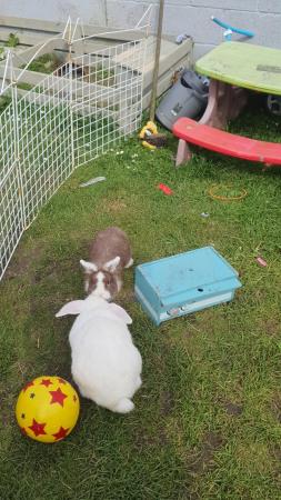Image 1 of Rabbit rescue - loving home here. .
