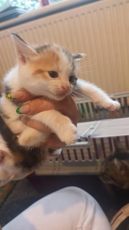 Image 10 of Calico kittens for sale