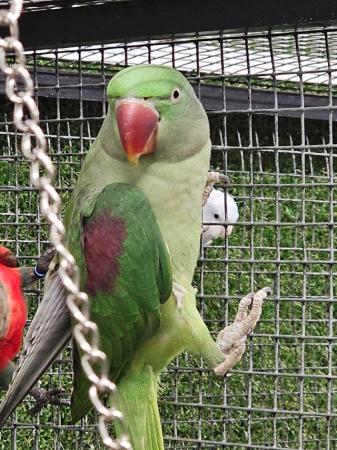 Image 2 of Young Stunning Alexanderine parrots available