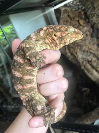 Image 3 of Exceptional high colour male leachianus gecko