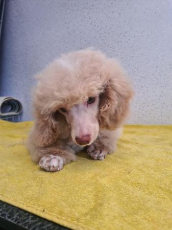 Image 8 of Outstanding litter of toy poodle puppies