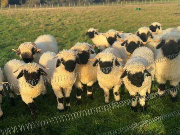 Image 2 of Swiss Valais Blacknose Sheep