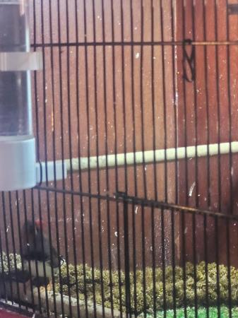 Image 2 of 12 weeks  old black faced  zebra finches