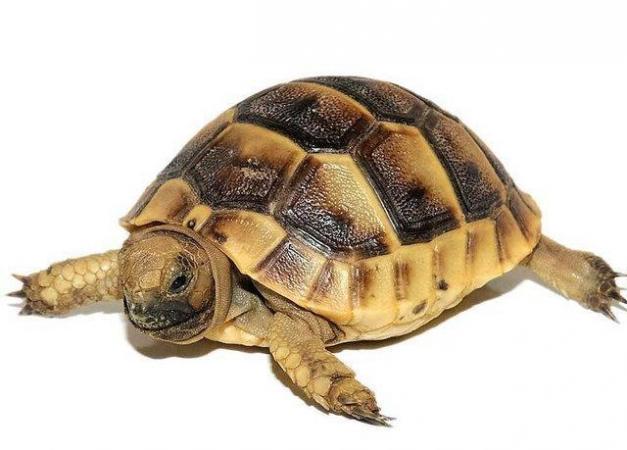 Image 4 of Stocked Tortoises on at Warrington pets and exotics