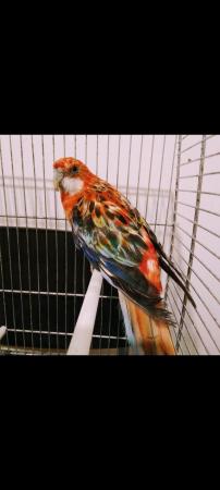 Image 4 of Australian Eastern Rosella Parrot