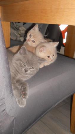Image 1 of Beautiful British Shorthair Kittens in St Helens 450 pounds