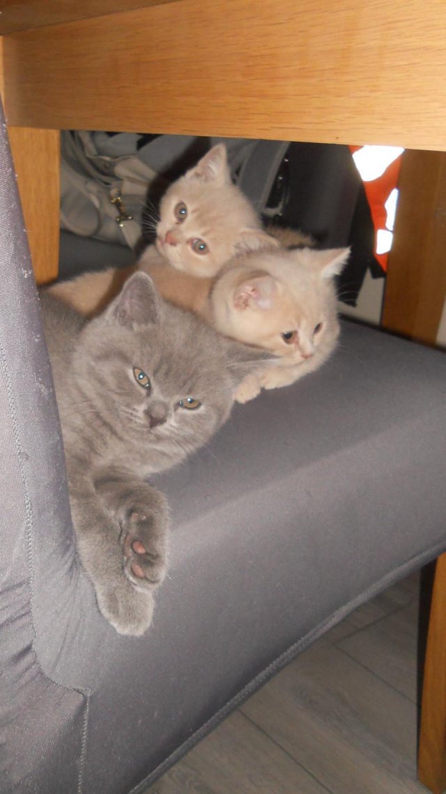 Preview of the first image of Beautiful British Shorthair Kittens in St Helens 450 pounds.