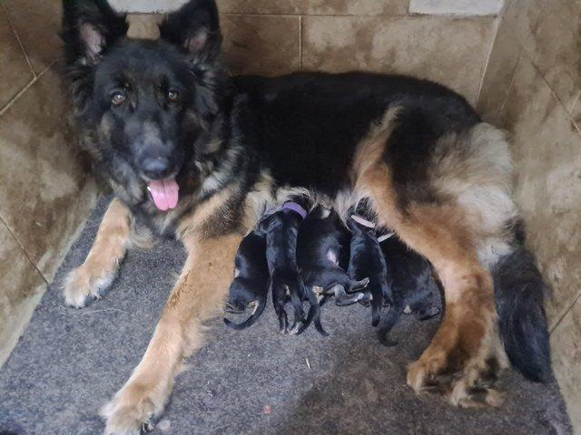Preview of the first image of German shepherd pups Fully kc regersted.