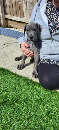 Image 31 of Adorable KC Blue Great Dane puppies READY NOW!!