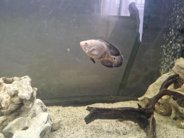Image 4 of Albino Oscar fish with tank