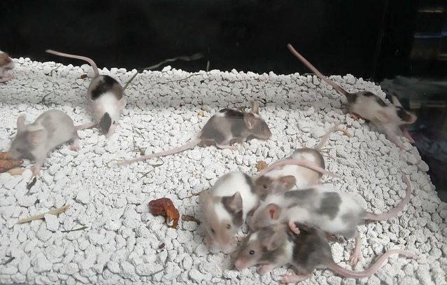 Image 8 of Baby Mice , Tri and mixed coloured