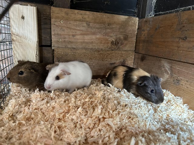 Preview of the first image of Baby boar Guinea pigs for sale.