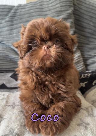 Image 10 of 2 Beautiful Boy Shih Tzu’s.**READY NOW** Prices Vary.