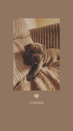 Image 2 of READY in 5 DAYS!! BLUE KCREG Staffordshire BT Puppies