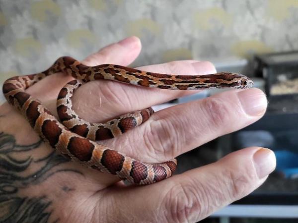 Image 2 of Baby Corn Snakes (Born 10/12/23)